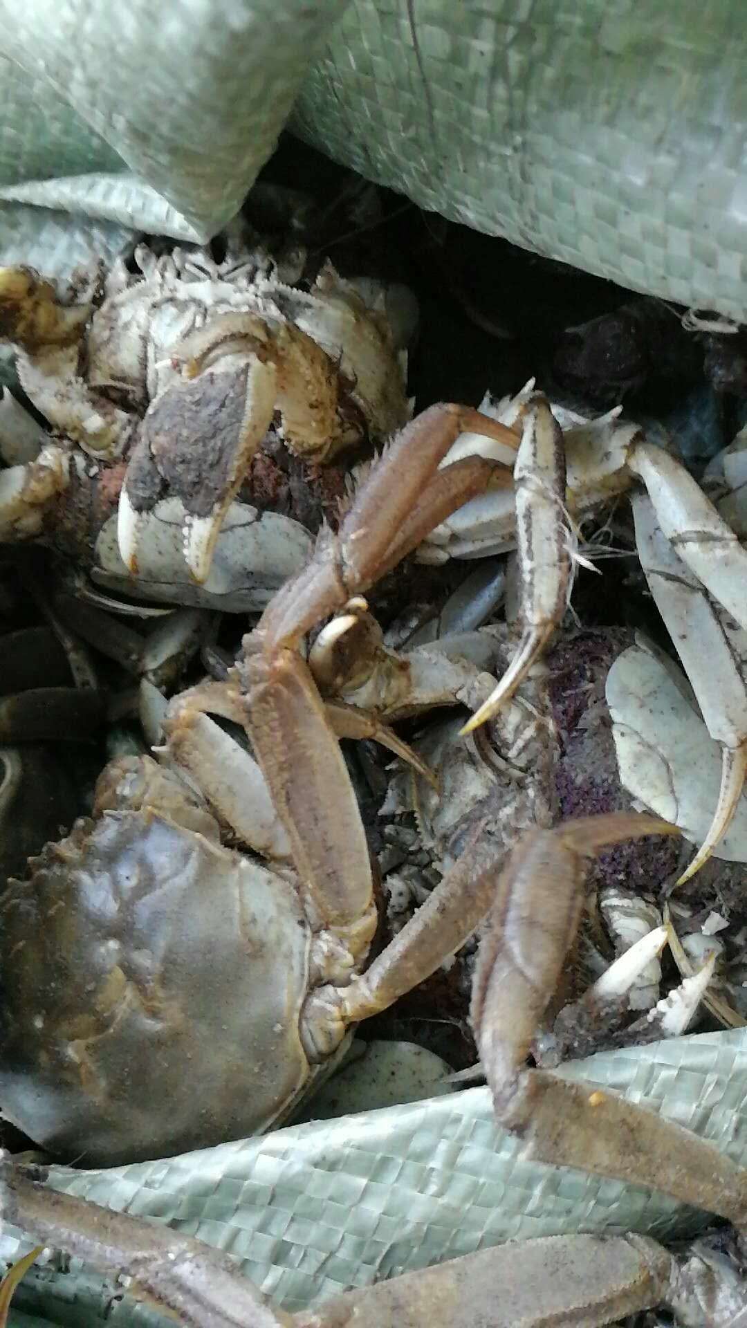 弃选的盘锦河蟹背包母蟹-抱卵蟹