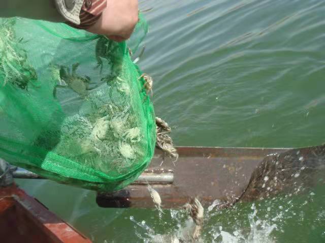 蟹苗在预先肥水的环境里，一壳成活率80%以上