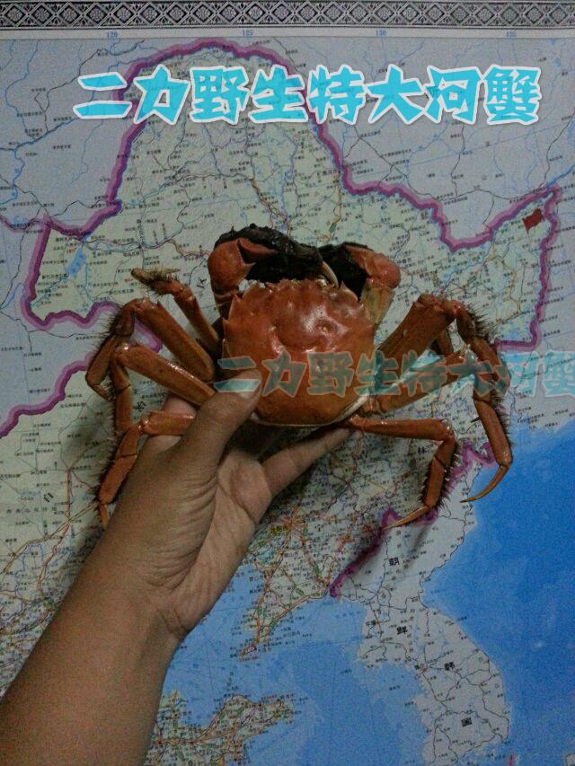 二力河蟹养殖基地在哈尔滨五常地区养出的7两公蟹