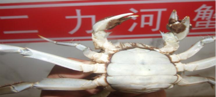 盘锦价格大麦稻田0427-7787597河蟹怎么煮好吃图片