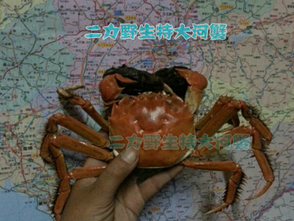 盘锦红海滩河蟹里优质淡水蟹。