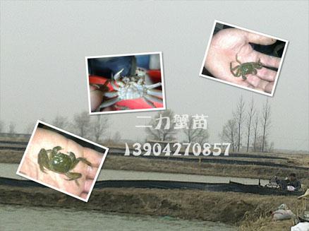  优质蟹苗产自纯生态水域 