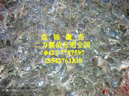 二力蟹苗养殖示范基地严格挑选河蟹苗