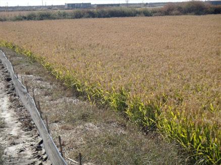 盘锦稻田养蟹一角