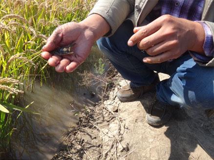 盘锦河蟹二力生态蟹苗