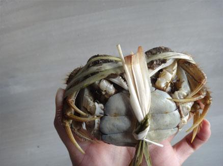 绿色捆绑三两母河蟹