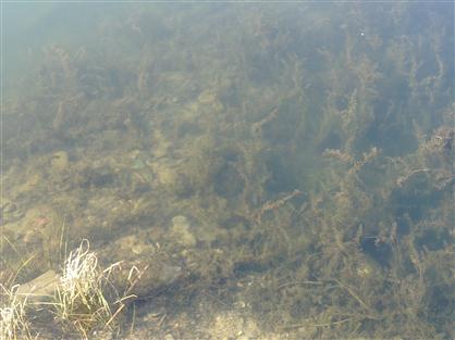 盘锦河蟹养殖关键——水草